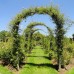 Metal Garden Arch Heavy Duty Strong Tubular Rose Climbing Plants Archway 2.4m